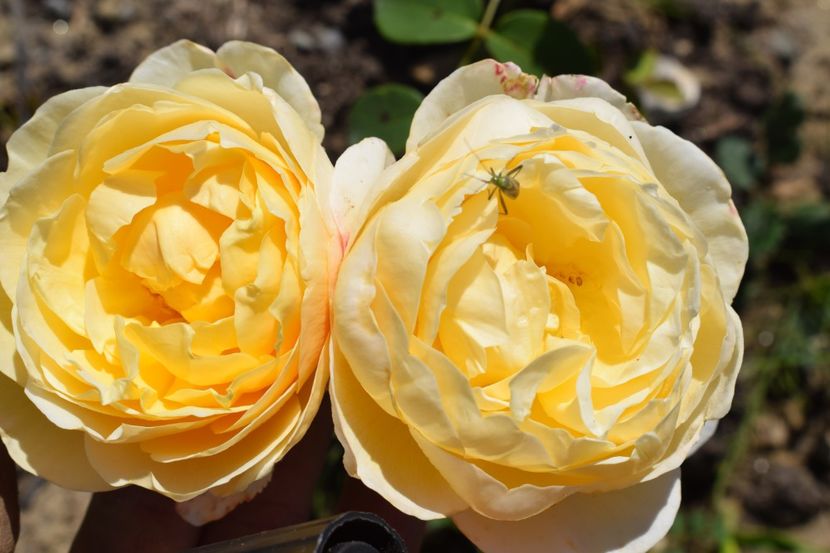  - TRANDAFIRI VARA 2018 III