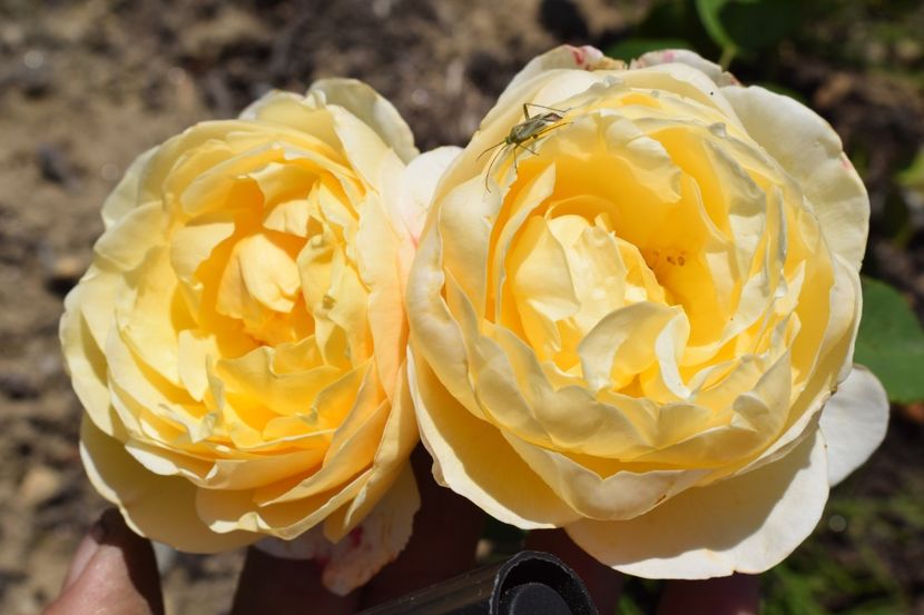  - TRANDAFIRI VARA 2018 III