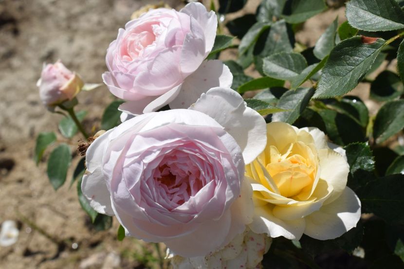  - TRANDAFIRI VARA 2018 III