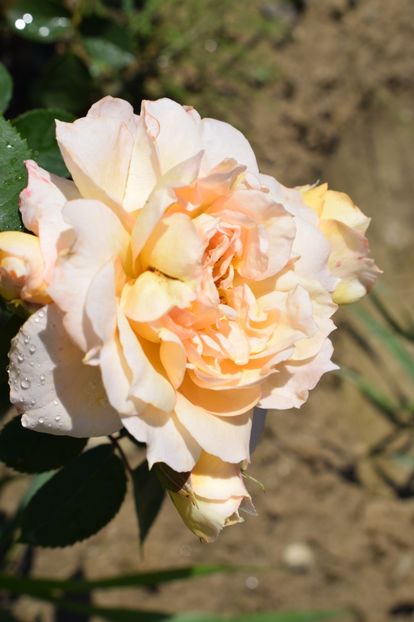  - TRANDAFIRI VARA 2018 III