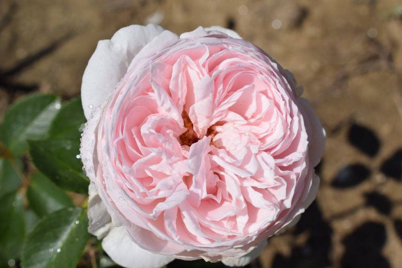  - TRANDAFIRI VARA 2018 III