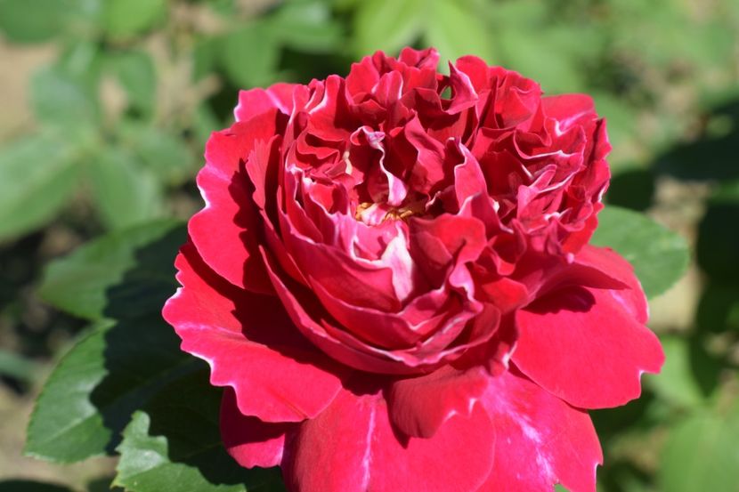  - TRANDAFIRI VARA 2018 III