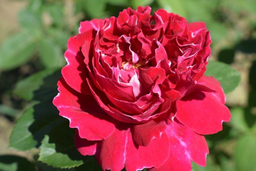  - TRANDAFIRI VARA 2018 III