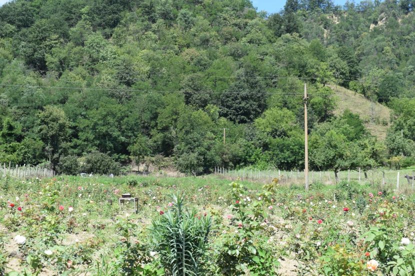  - TRANDAFIRI VARA 2018 III