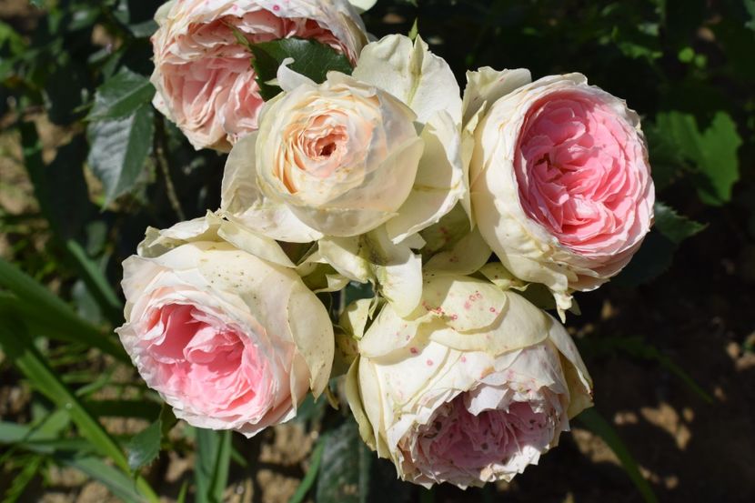  - TRANDAFIRI VARA 2018 III