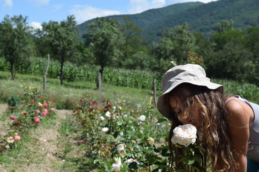  - TRANDAFIRI VARA 2018 III