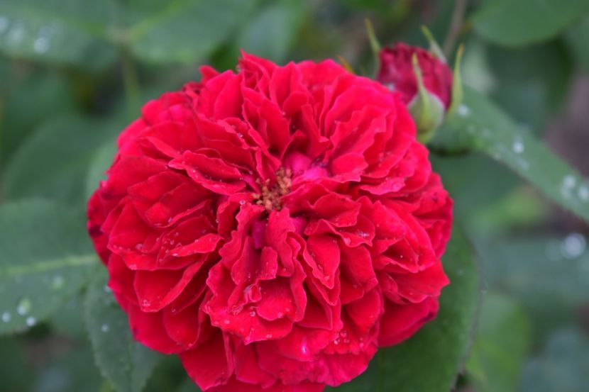  - TRANDAFIRI VARA 2018 III