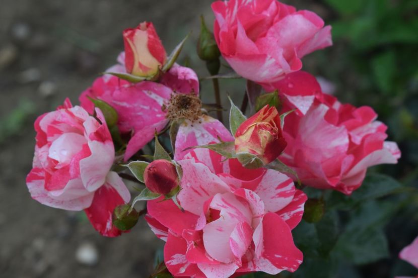  - TRANDAFIRI VARA 2018 III