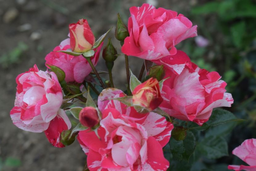  - TRANDAFIRI VARA 2018 III