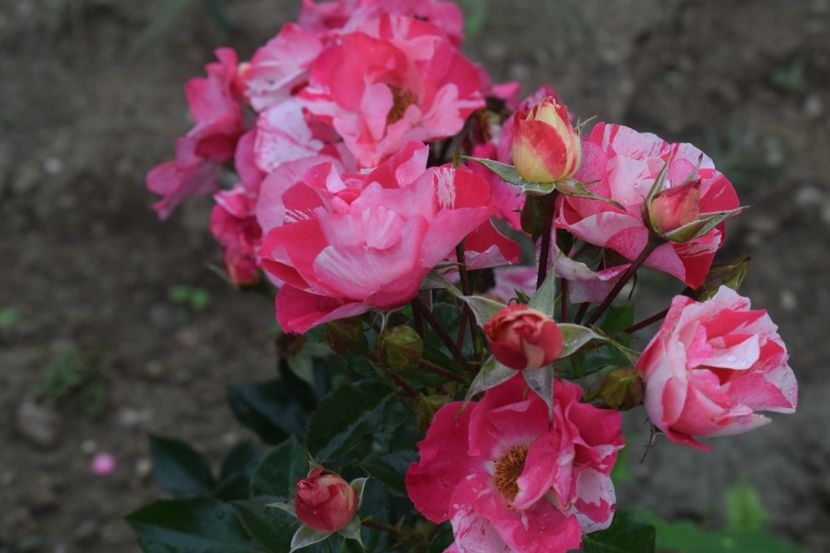  - TRANDAFIRI VARA 2018 III