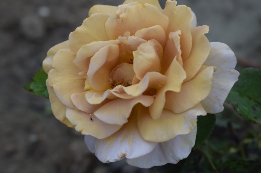  - TRANDAFIRI VARA 2018 III