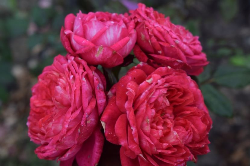  - TRANDAFIRI VARA 2018 III