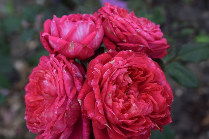  - TRANDAFIRI VARA 2018 III