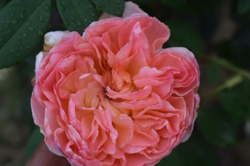  - TRANDAFIRI VARA 2018 III