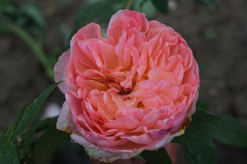  - TRANDAFIRI VARA 2018 III