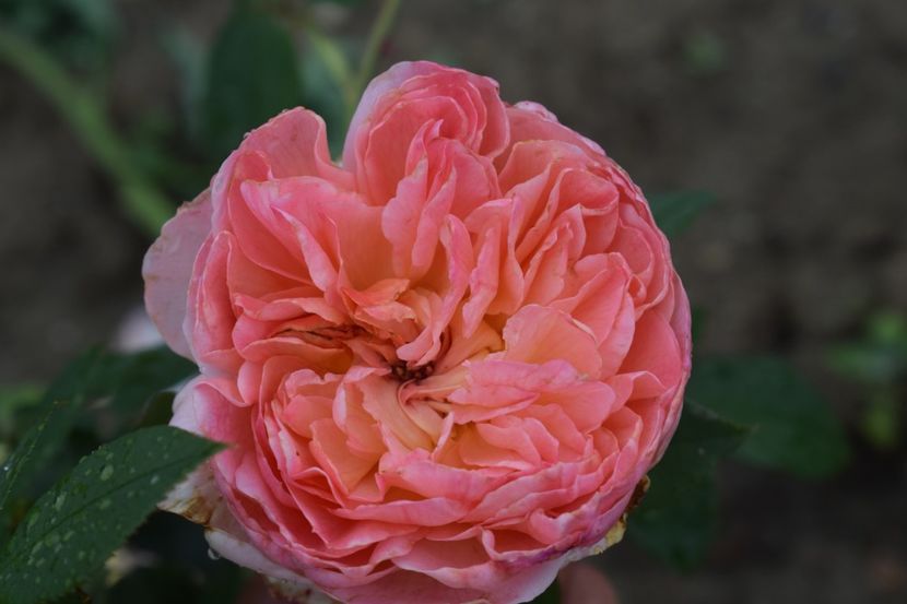  - TRANDAFIRI VARA 2018 III