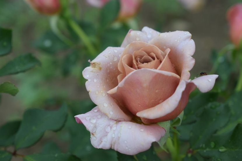  - TRANDAFIRI VARA 2018 III