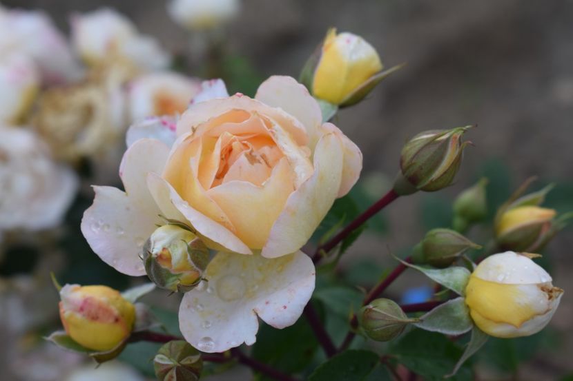  - TRANDAFIRI VARA 2018 III