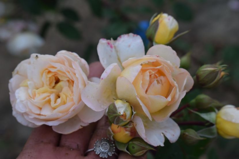  - TRANDAFIRI VARA 2018 III