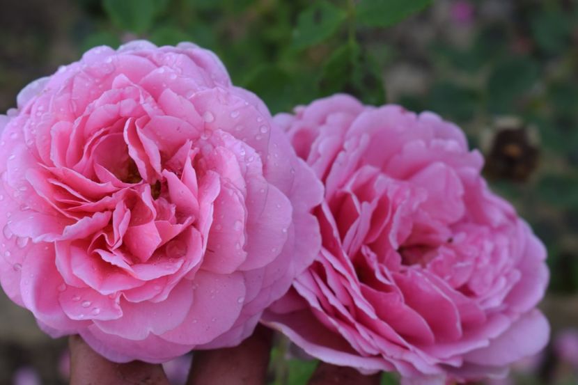  - TRANDAFIRI VARA 2018 III