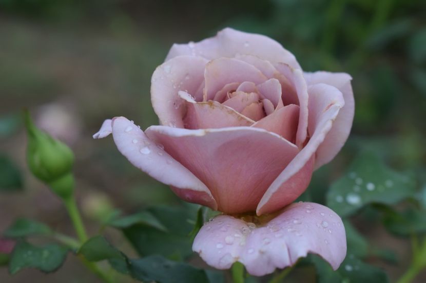  - TRANDAFIRI VARA 2018 III