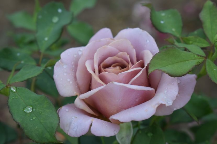  - TRANDAFIRI VARA 2018 III