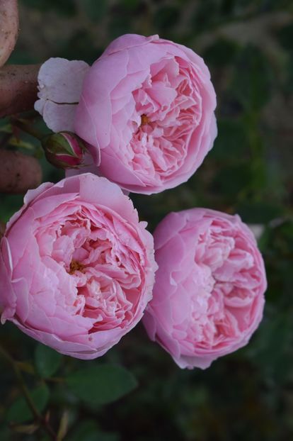  - TRANDAFIRI VARA 2018 III