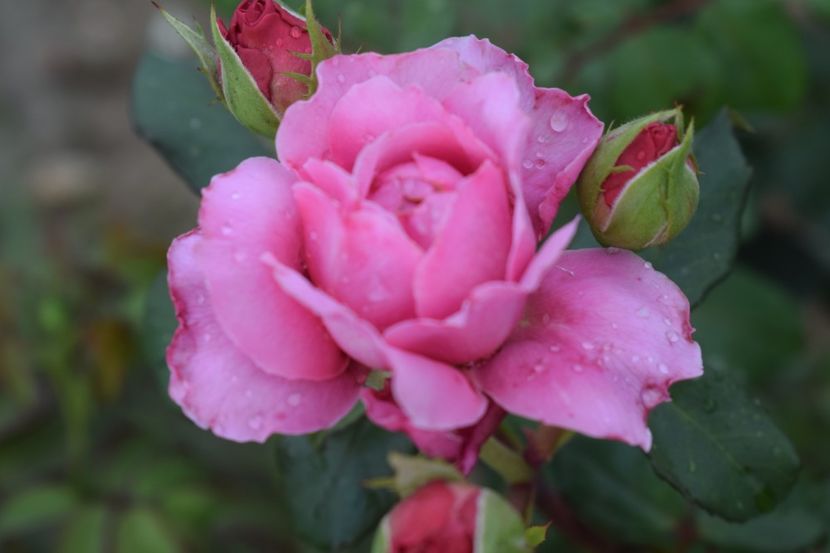  - TRANDAFIRI VARA 2018 III