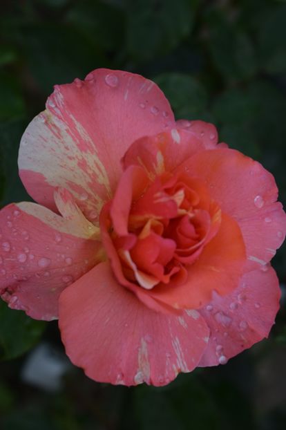  - TRANDAFIRI VARA 2018 III