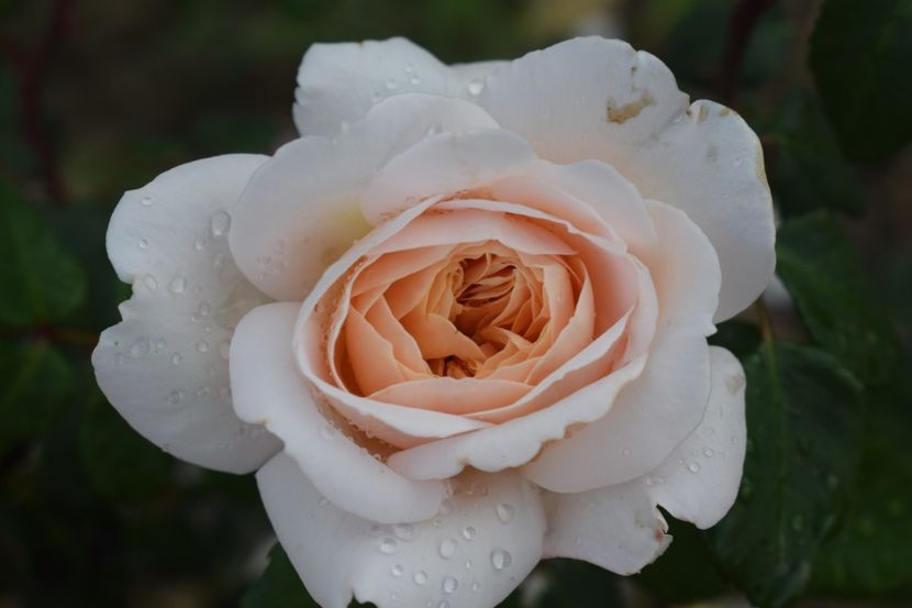  - TRANDAFIRI VARA 2018 III