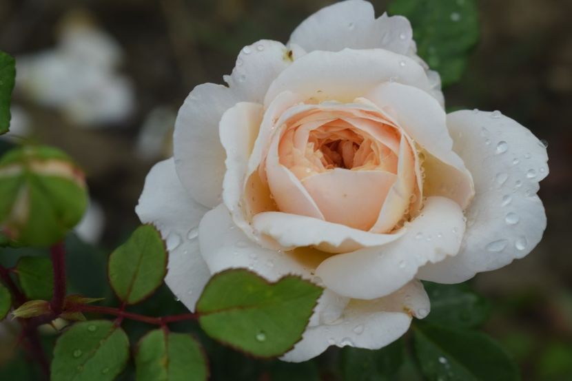  - TRANDAFIRI VARA 2018 III