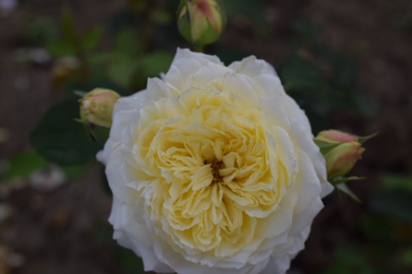  - TRANDAFIRI VARA 2018 III