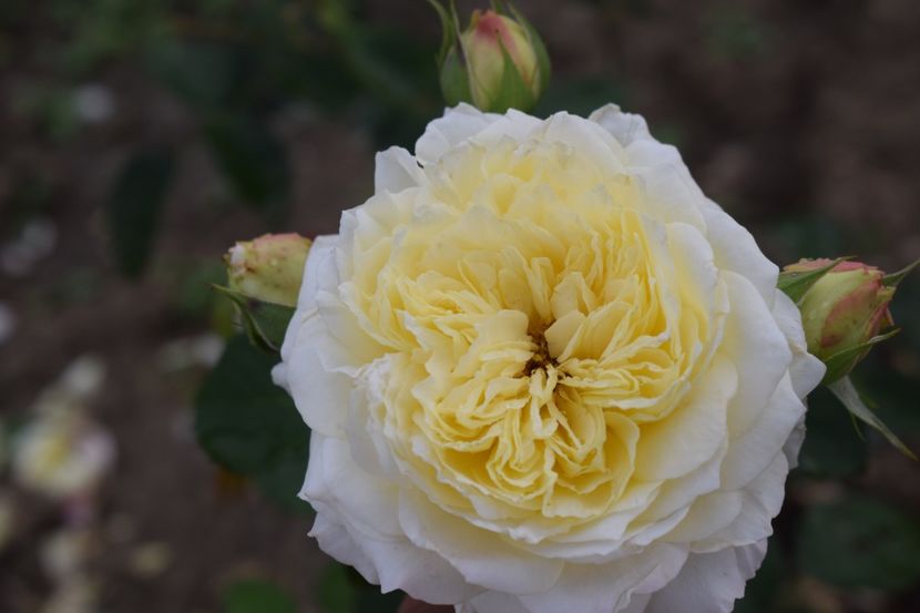  - TRANDAFIRI VARA 2018 III