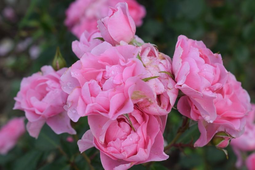  - TRANDAFIRI VARA 2018 III