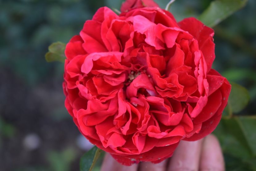  - TRANDAFIRI VARA 2018 III