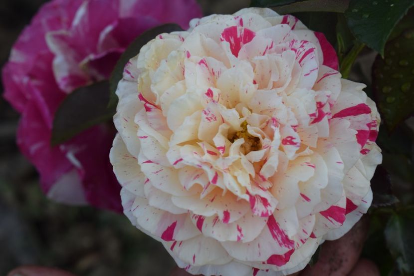  - TRANDAFIRI VARA 2018 III