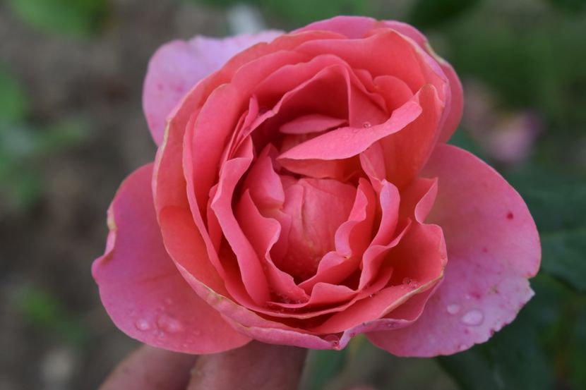  - TRANDAFIRI VARA 2018 III