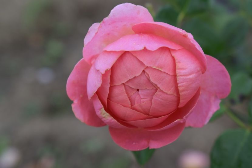  - TRANDAFIRI VARA 2018 III