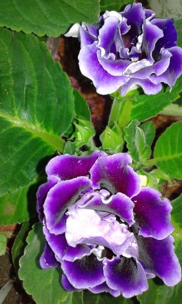 2018-06 - 2018-Gloxinia