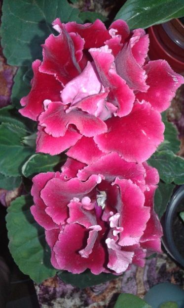 2018 iulie 24 - 2018-Gloxinia