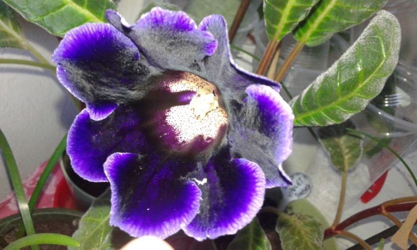 2018 iulie 25 Violaceea - 2018-Gloxinia