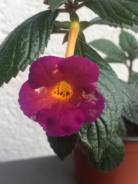 Dark Mater - Achimenes 2018