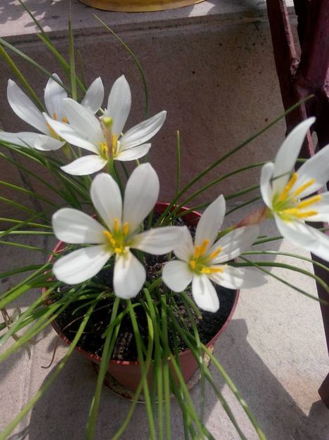 Zephyranthes Candida (crinul zanelor, crinul magic) - 2018-Zephirantes