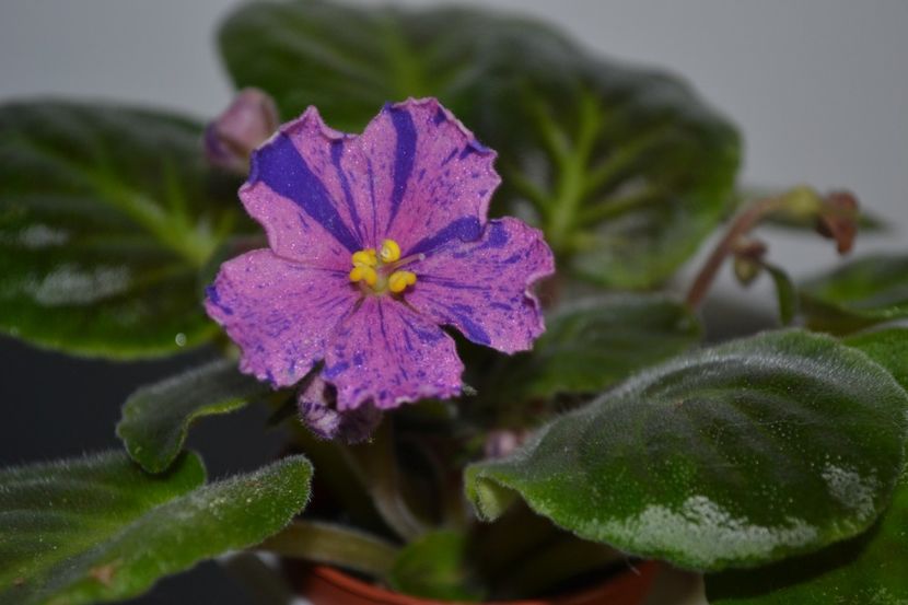 VV-Salamandra - Violete standard