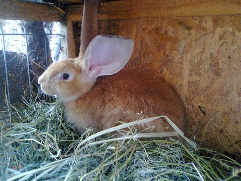 Fotografie3435 - 08 - IEPURI