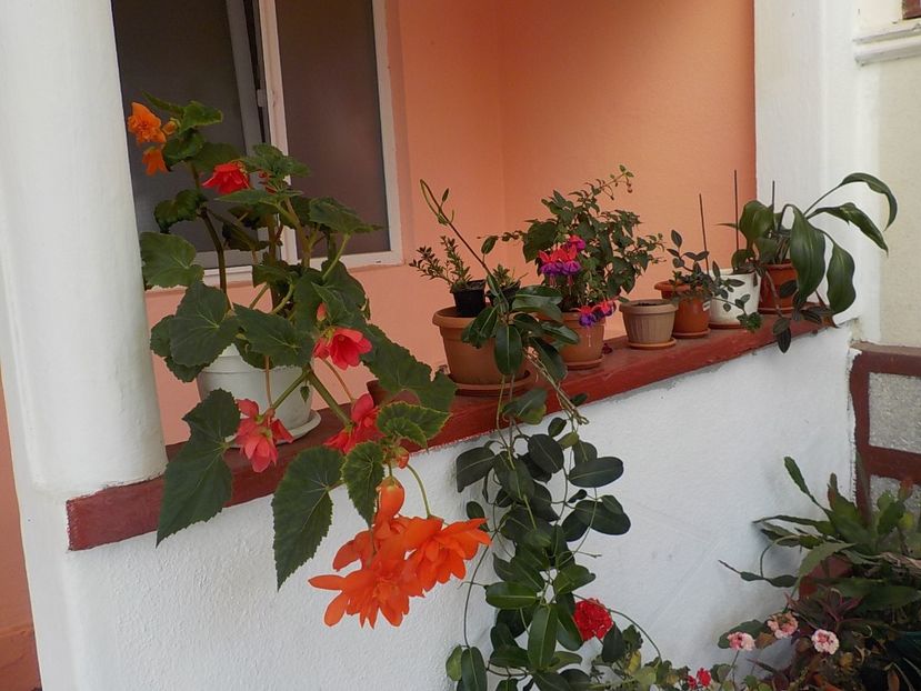  - Flori in curte