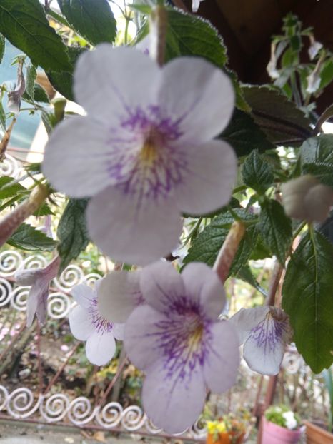  - Ambroise Verschaffelt