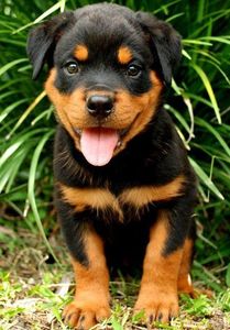 585cc07461391c8c85c60dddb0d00983 - catelusi