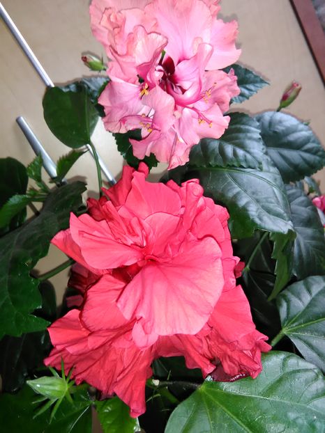  - Hibiscus 2015-2024