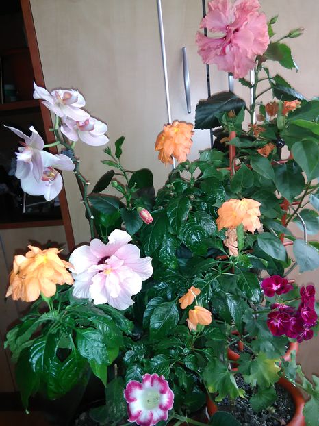  - Hibiscus 2015-2024